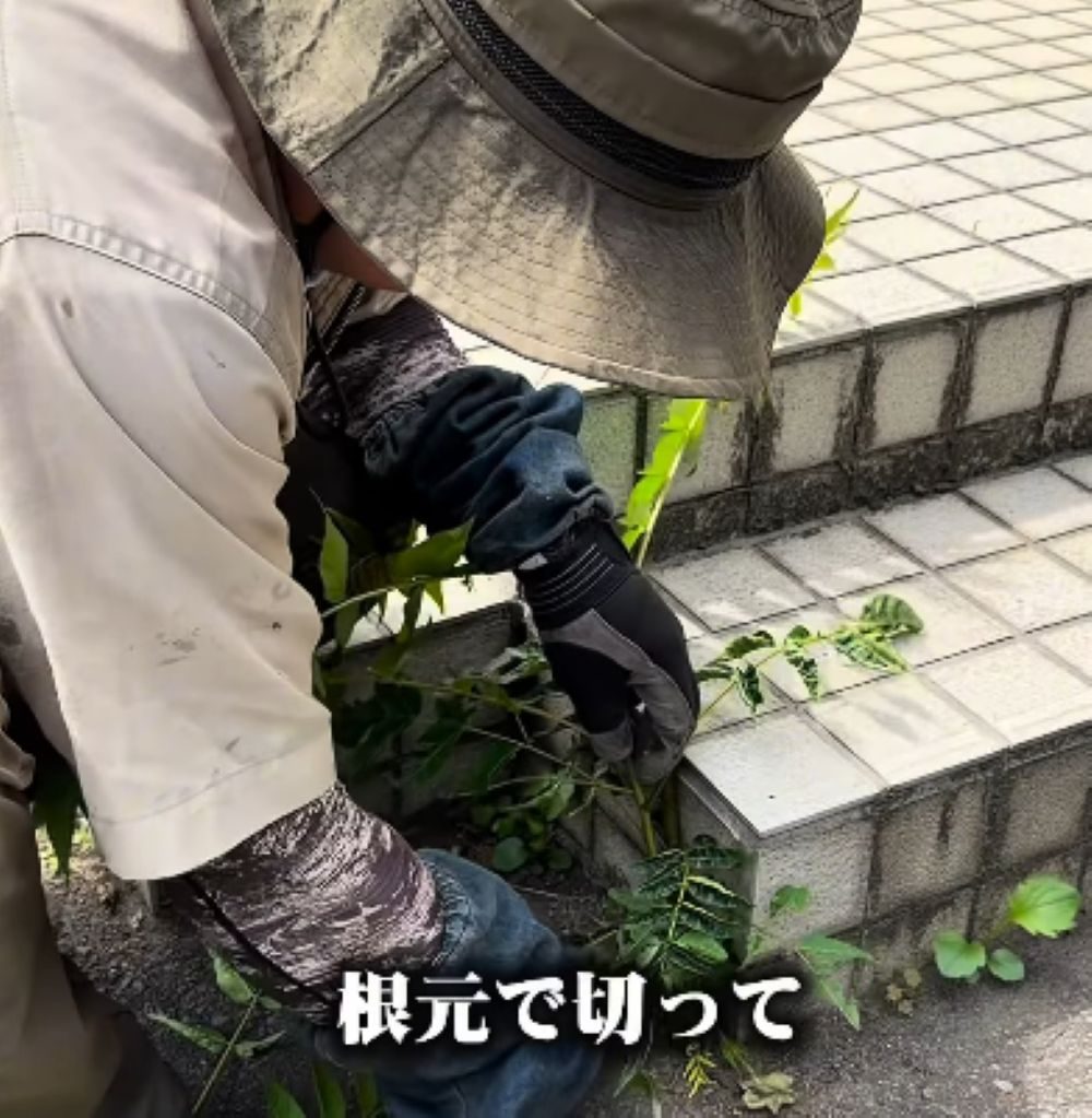 要注意な植物への対策⑥（＠takuya__niwa.さんより提供）