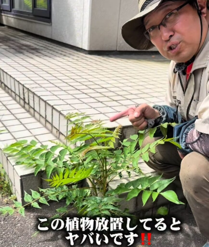 要注意な植物への対策①（＠takuya__niwa.さんより提供）