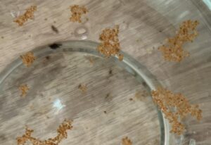 メダカの水を替えていると…→「なに！？」直後、驚きの光景に53万表示「何だかお得」「レアですね」「こんなことあるんですね！」