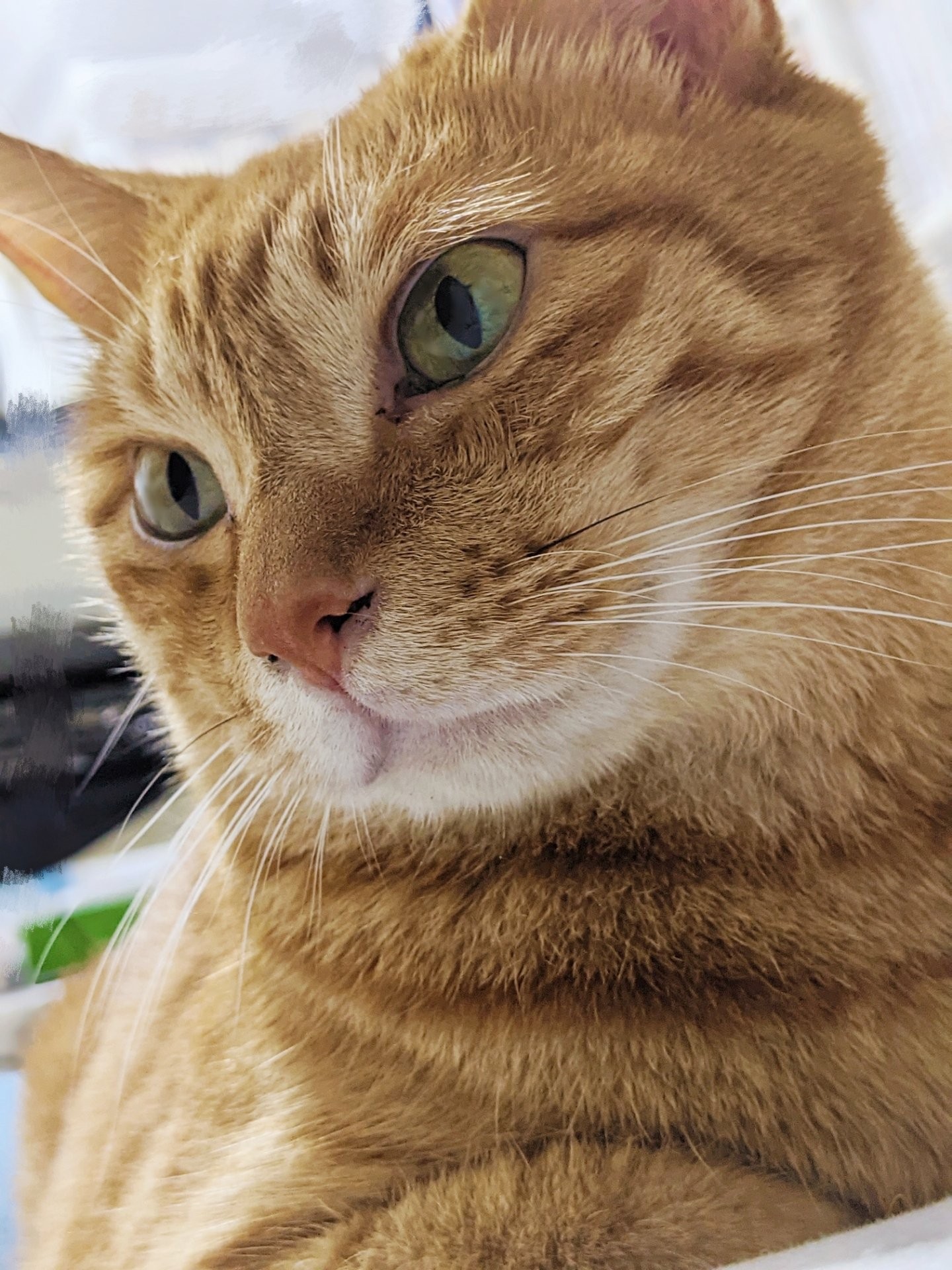 『時々イケメンになって私をドキッとさせます』（ユウさん提供）