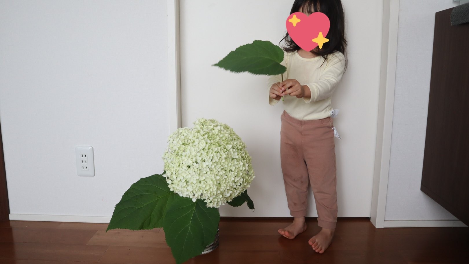 『庭のアナベルがめちゃくちゃ大きく育ったから見て…27センチくらいある。葉っぱも大きいからトトロ感凄くて可愛いし2歳児の顔より大きいし2歳児が可愛い』（ひつじさんより提供）