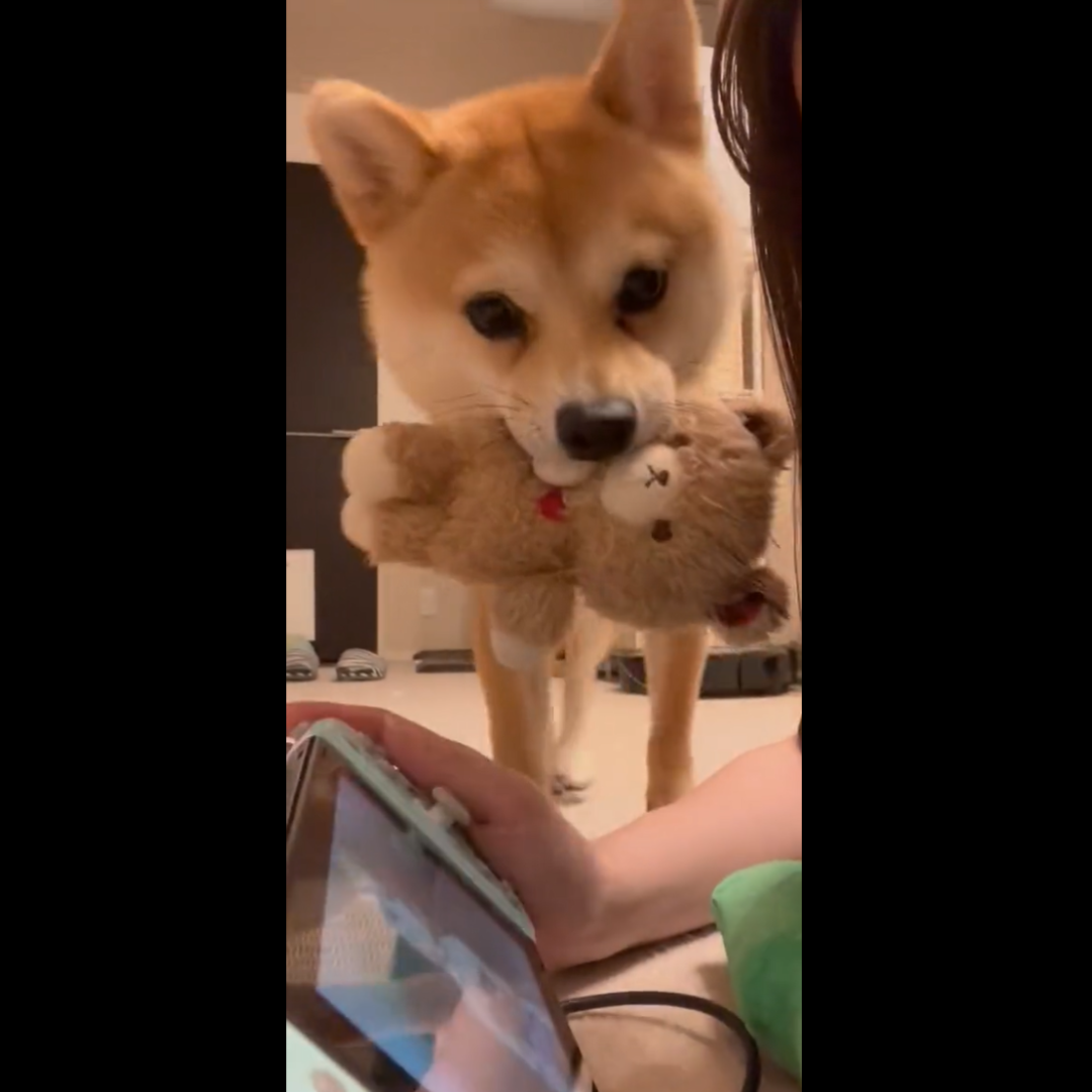 『ここに置けばゲームやめて遊んでくれることを理解してるやっかいな犬』（@futa_mameさんより提供）