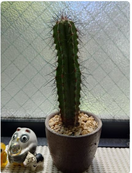 実家のサボテンに秘められた特別な思いに「感動しました」の声多数