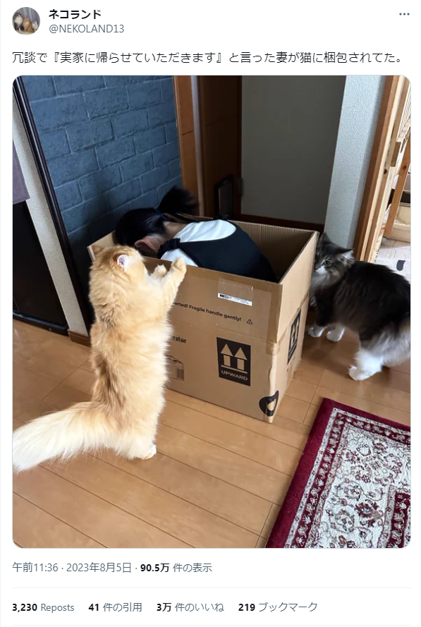 梱包する猫ちゃん（@NEKOLAND13さん提供）