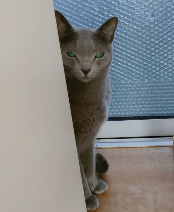 『家政婦は見た』（@catcafe_chiguraさんより提供）