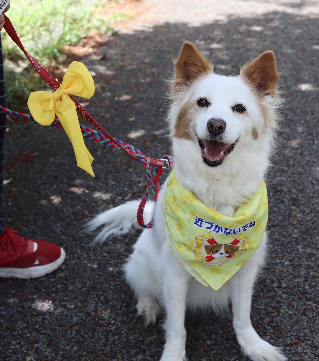 イエロードック