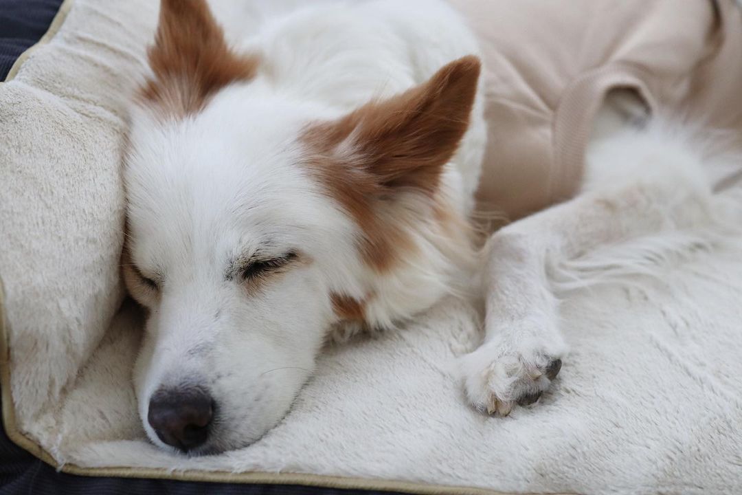 イエロードック