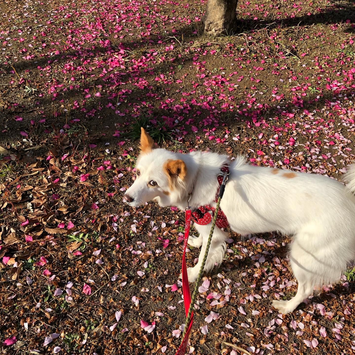 イエロードック