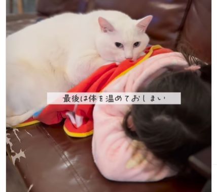 猫④
