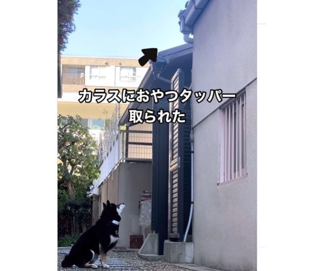 見上げるネロくん（＠neroshiba1125さんより提供）