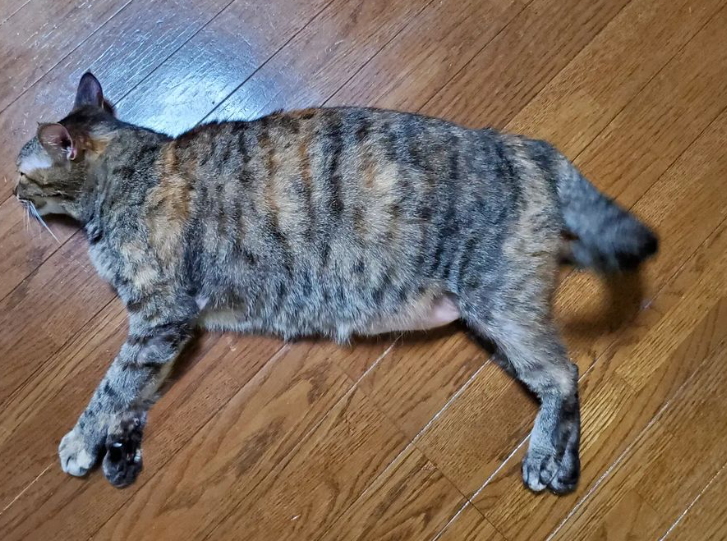 chibi…んより提供