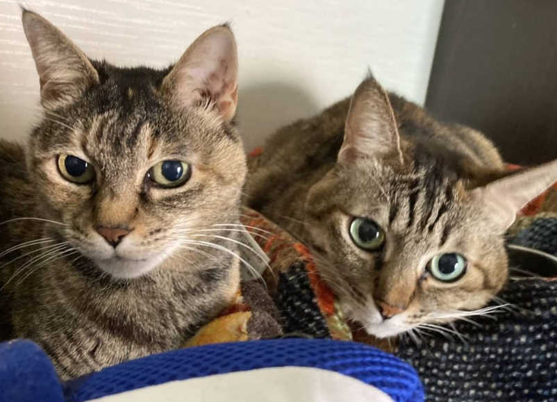 chibi…んより提供