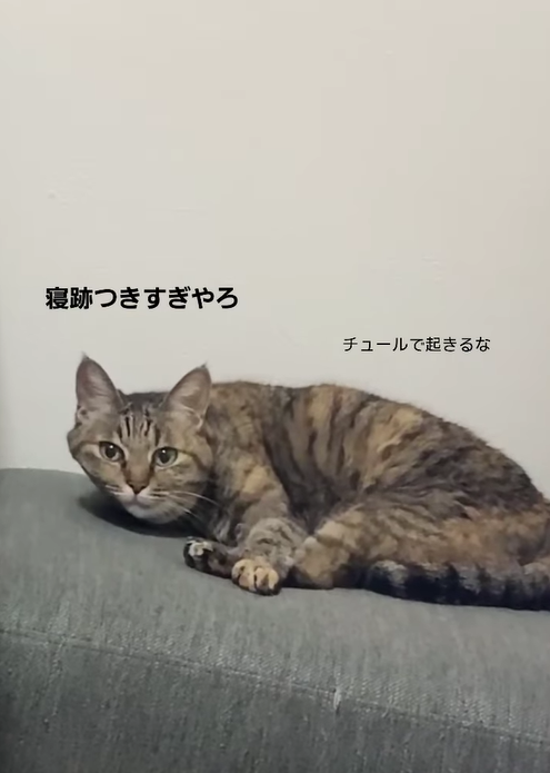 chibi…んより提供