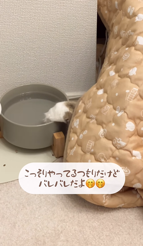 ___me…んより提供